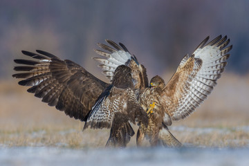 Common Buzzard/fighting in the meadow