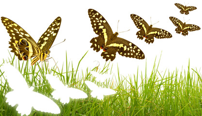 Plakat envol de papillons, arrivée du printemps, réveil de la nature, 