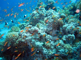 Naklejka na ściany i meble Beautiful Coral Reef in the Red Sea 
