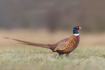 Common Pheasant/the meadow on a sunny day