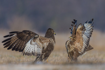 Common Buzzard/fighting in the meadow