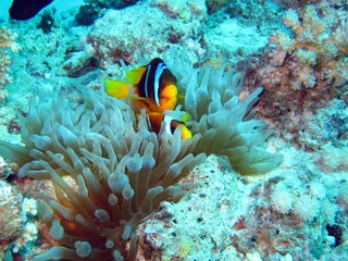 Clown fishes in the Red Sea 