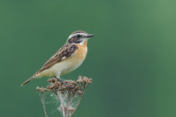 Whinchat/a green background