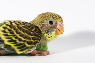 cute Baby bird in white background
