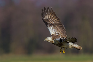 Common Buzzard/flying over the meadow