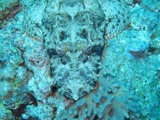 Crocodile Fish in the Red Sea 