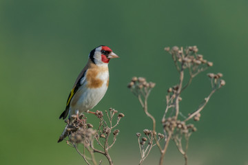 European Goldfinch/autumn