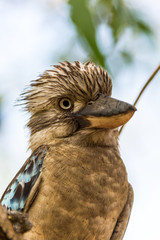 Funny Birds