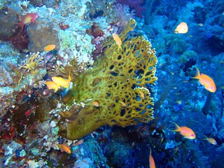Fototapeta na wymiar Sponge in the Red Sea 