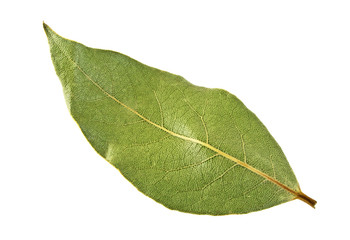 Dried bay laurel leaf isolated on white background, close up
