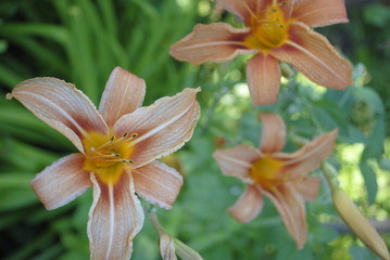 Fototapeta premium Lily