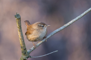Eurasian Wren/in the winter sun