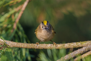 Goldcrest / in the sun