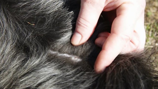 Improper removal stuck tick from the skin of the pet
