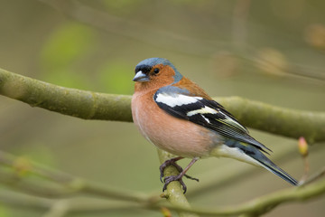 Chaffinch/in the spring time