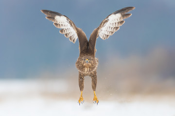 Common Buzzard/flight over the meadow