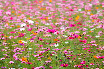 Pink flower meadows,Cosmos flower meadows,cosmos,background.