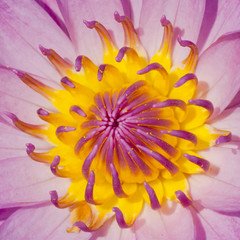 Obraz premium Close up of pink water lily, Macro shot