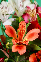 Alstroemeria flowers close-up
