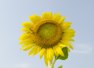 Obraz premium sun flower against a blue sky