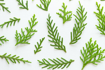 Pattern of fir branches on white background. Flat lay, top view.