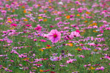 Obraz premium Pink flower meadows,Cosmos flower meadows,cosmos,background.