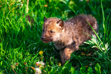 Gray Wolf Cubs in a Grass