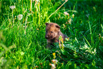 Gray Wolf Cubs in a Grass