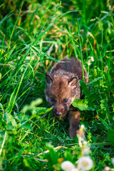 Gray Wolf Cubs in a Grass