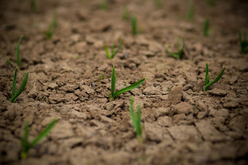 dry ground and first garlic