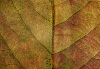 A macro detailed image of a leaf. 