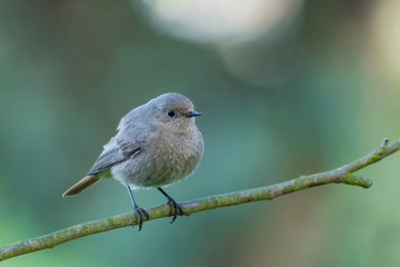 Black Redstart/in the forest spring season
