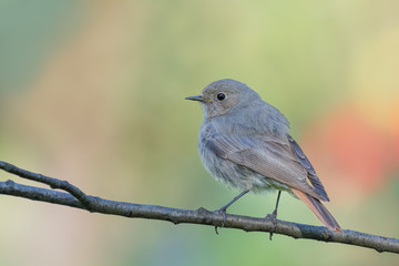 Black Redstart/in the forest spring season
