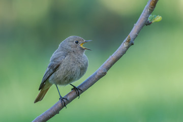 Black Redstart/in the forest spring season