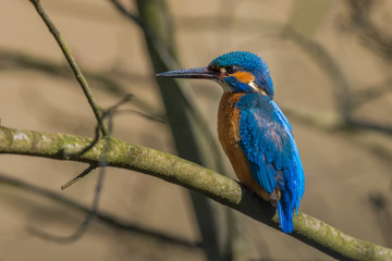 Common Kingfisher / Spring time at sunrise