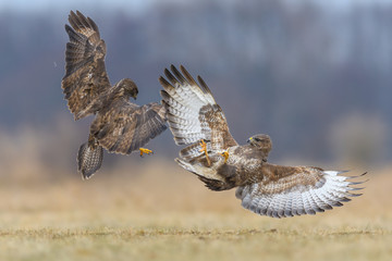 Common Buzzard/fight in the meadow