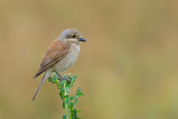 Obraz premium Red-backed Shrike/on the background of meadows