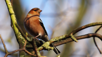 Chaffinch