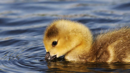 Goose Chick