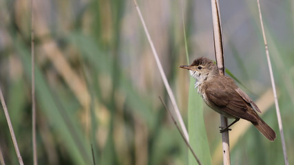 Eurasian Reed Warbler