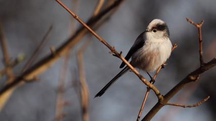 Long Tailed Tit