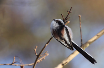 Long Tailed Tit