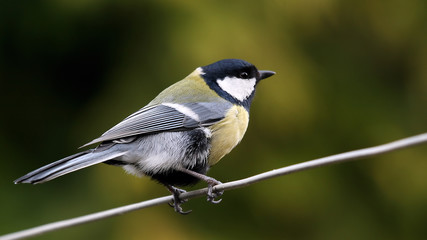 Great Tit