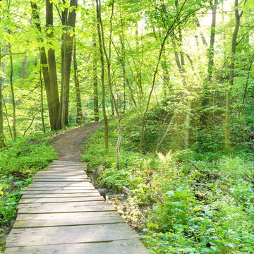 Fototapeta Bridge in the sunny green forest