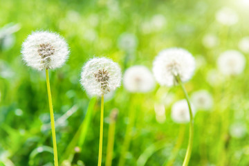 White dandelions on the green lawn
