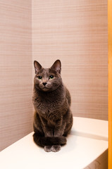 トイレの中の猫