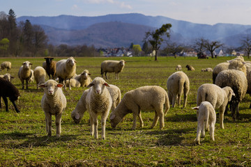 Obraz premium Schaf Schafe