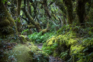 Tuinposter Inheemse struik, Noordereiland, Nieuw-Zeeland © pikselstock