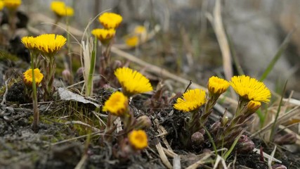 Natural background. Yellows flowers coltsfoot grows and blossom with the arrival of the first spring heat. Time lapse.