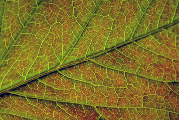Abstract background- a macro detailed image of a green leaf. Selective focus. Background image.